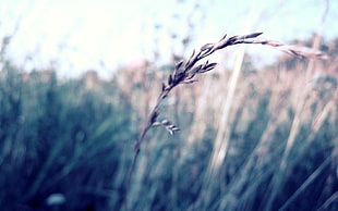 wheat plant close-up photography